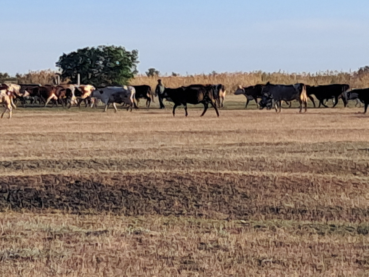 Вечером надо встретить коров.