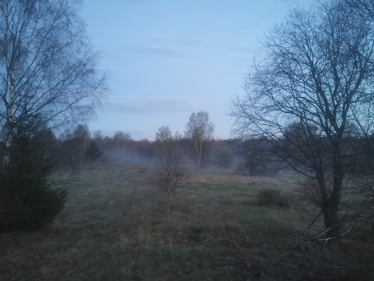 Предрассветный туман на урочище. Токуют тетерева, в лесной чаще скрылся медведь. 