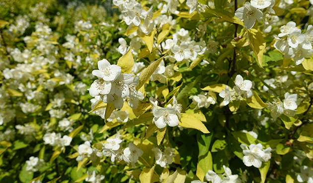    Ауреус (Aureus). Фото: shutterstock.com