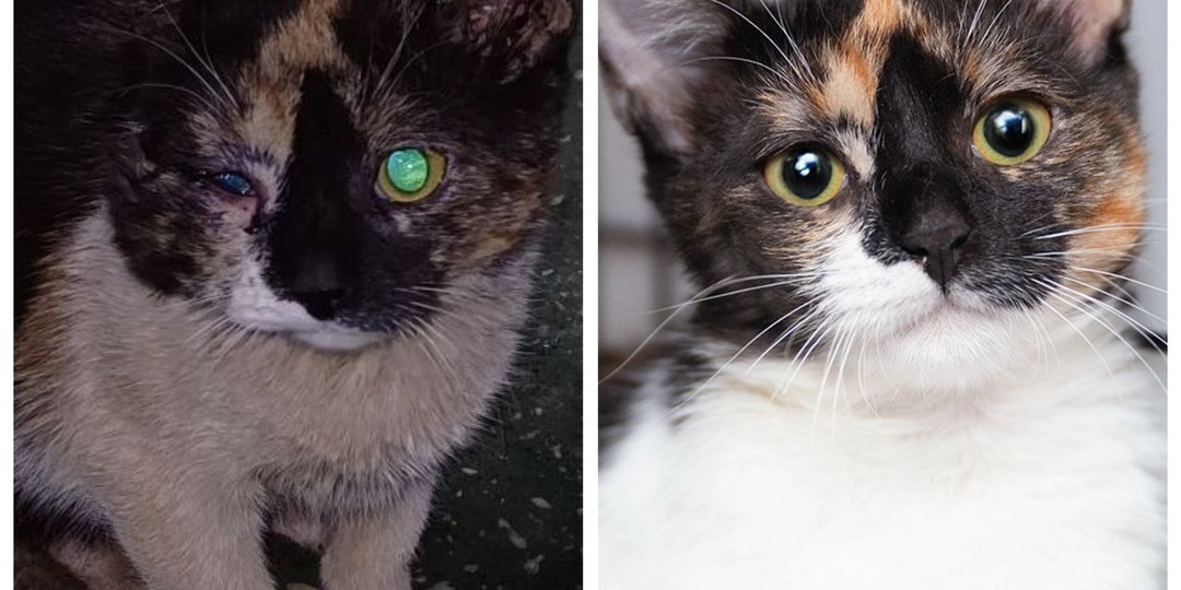 До/После: удивительные преображения котиков приюта!⁠⁠