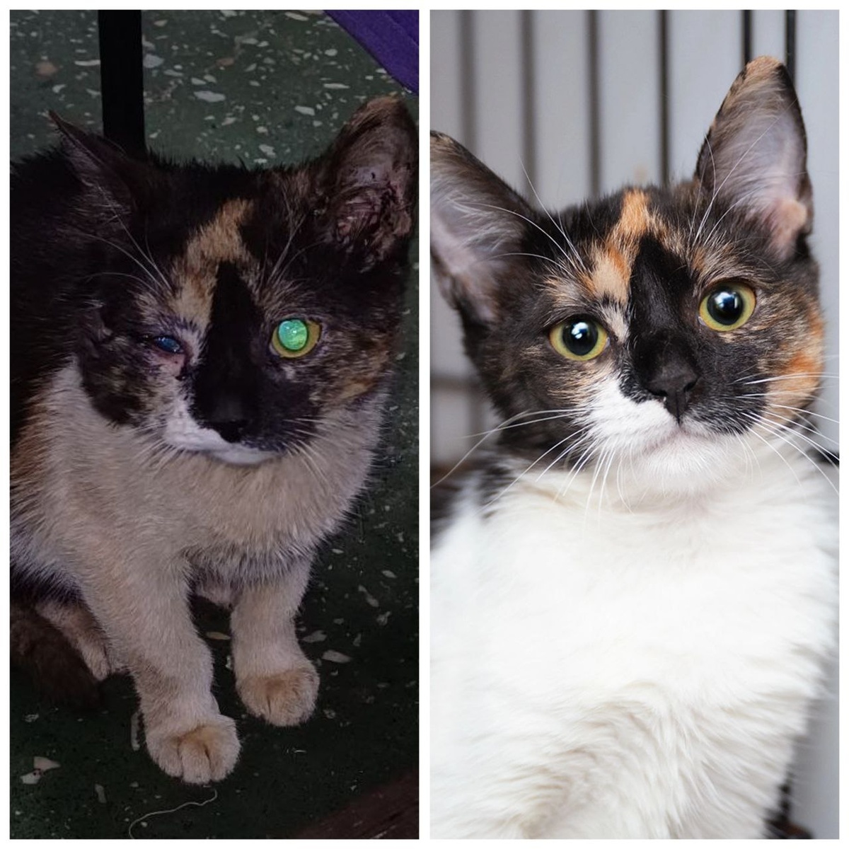 Кошечка Шанти, 1 год. Найдена на улице.