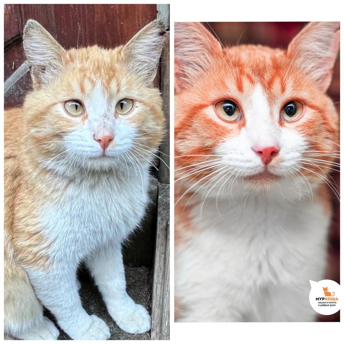 Котик Ламар, 2 года. Найден на даче.