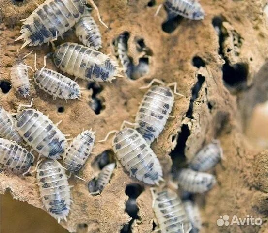 Фотография из интернета,очень залипательные и эстетичные!