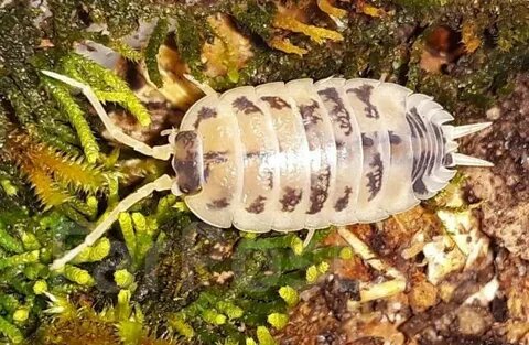 Фото из интернета,имба же!