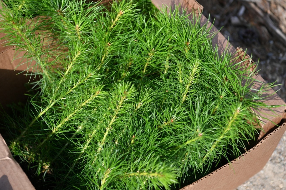    Сеянцы сосны. Фото: "Республика"/Сергей Юдин