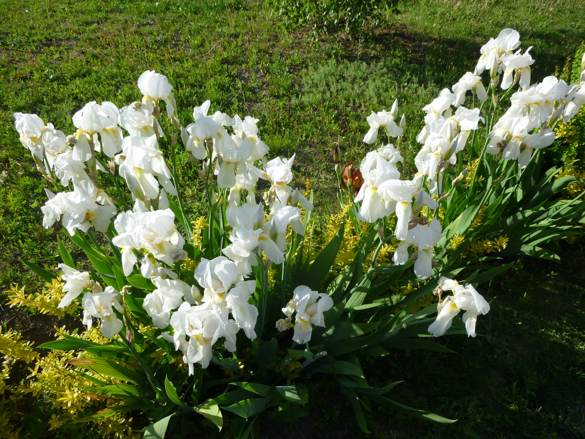 Ирисы радуют взгляд