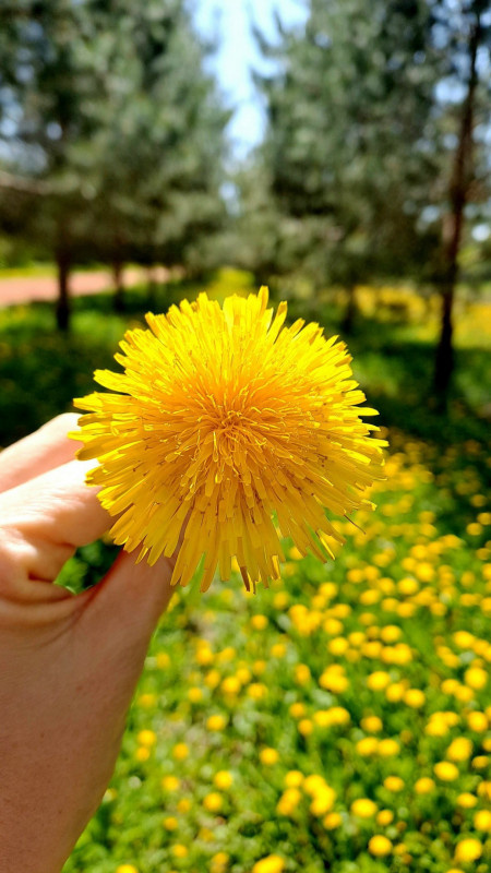 13 мая всемирный день одуванчика 