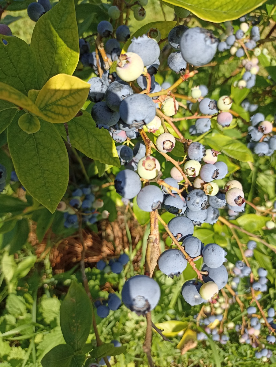 Наша голубичка. Фото автора