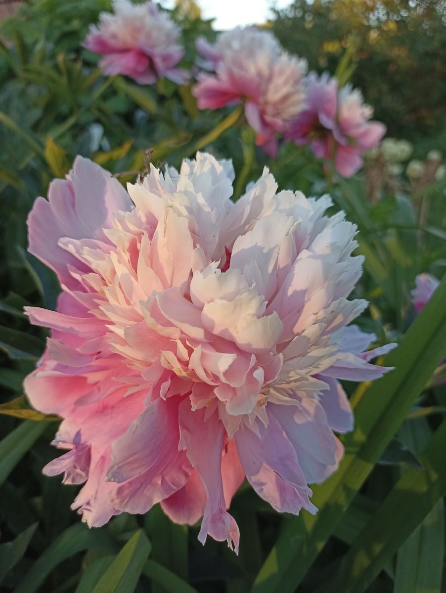 Люблю свои пионы! Фото автора