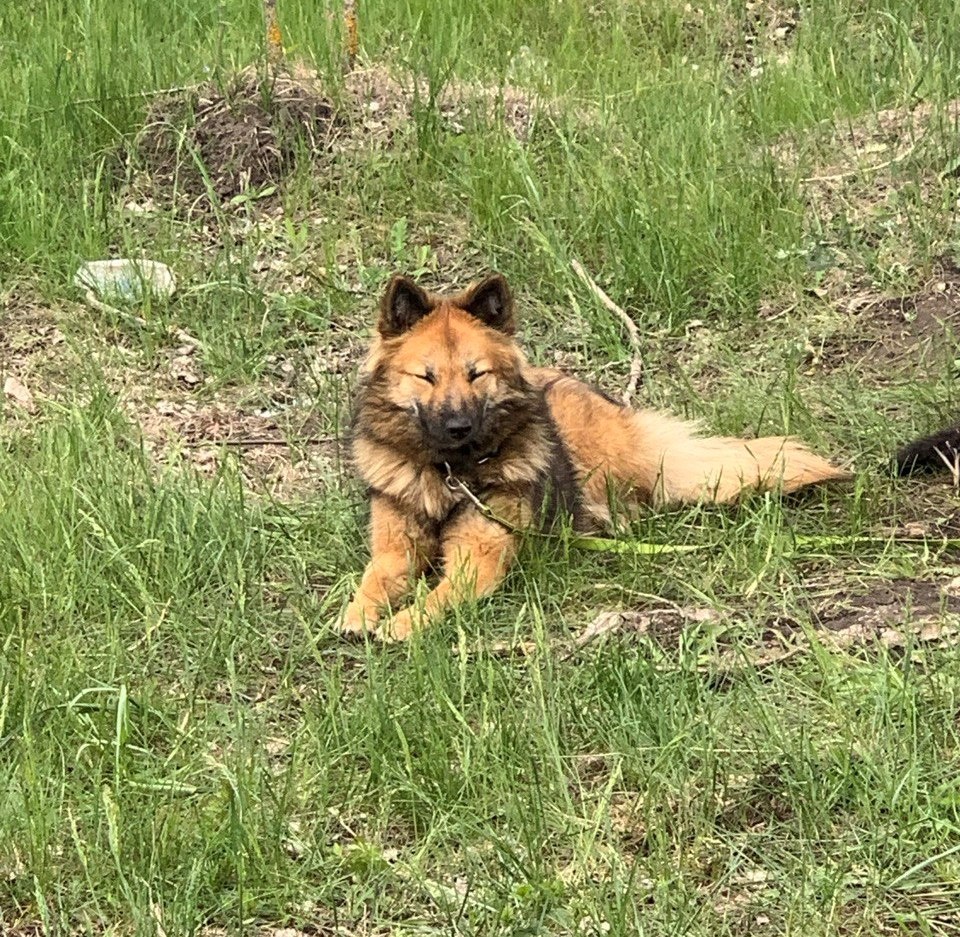 Жучка-Ожога жмурится на выглядывающее солнышко.