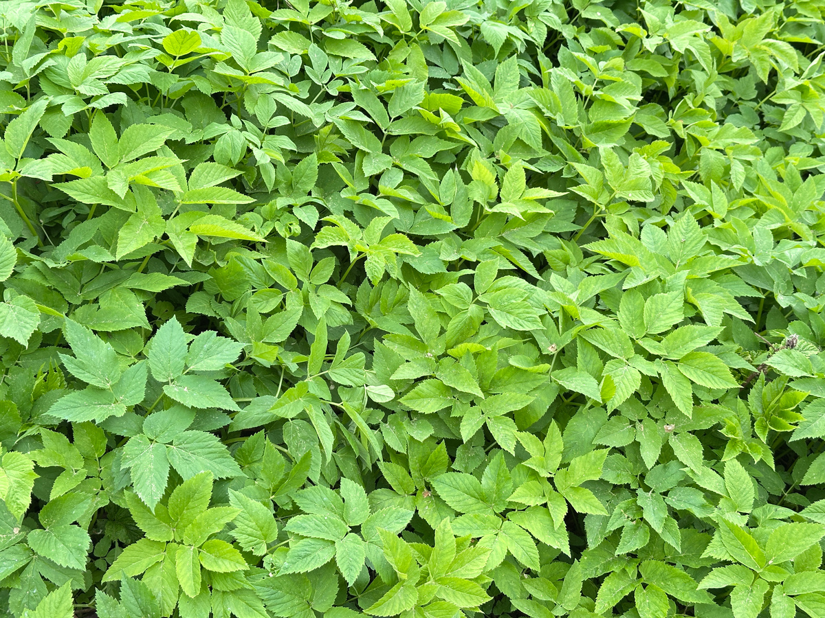 Ну да, сныть-жуть-ковром. Но тут принципиально, какая листва свеженькая-чистенькая. Никакой перфорации от гнусных белокрылок и их личинок! Потому что нет совсем ни тех, ни других.