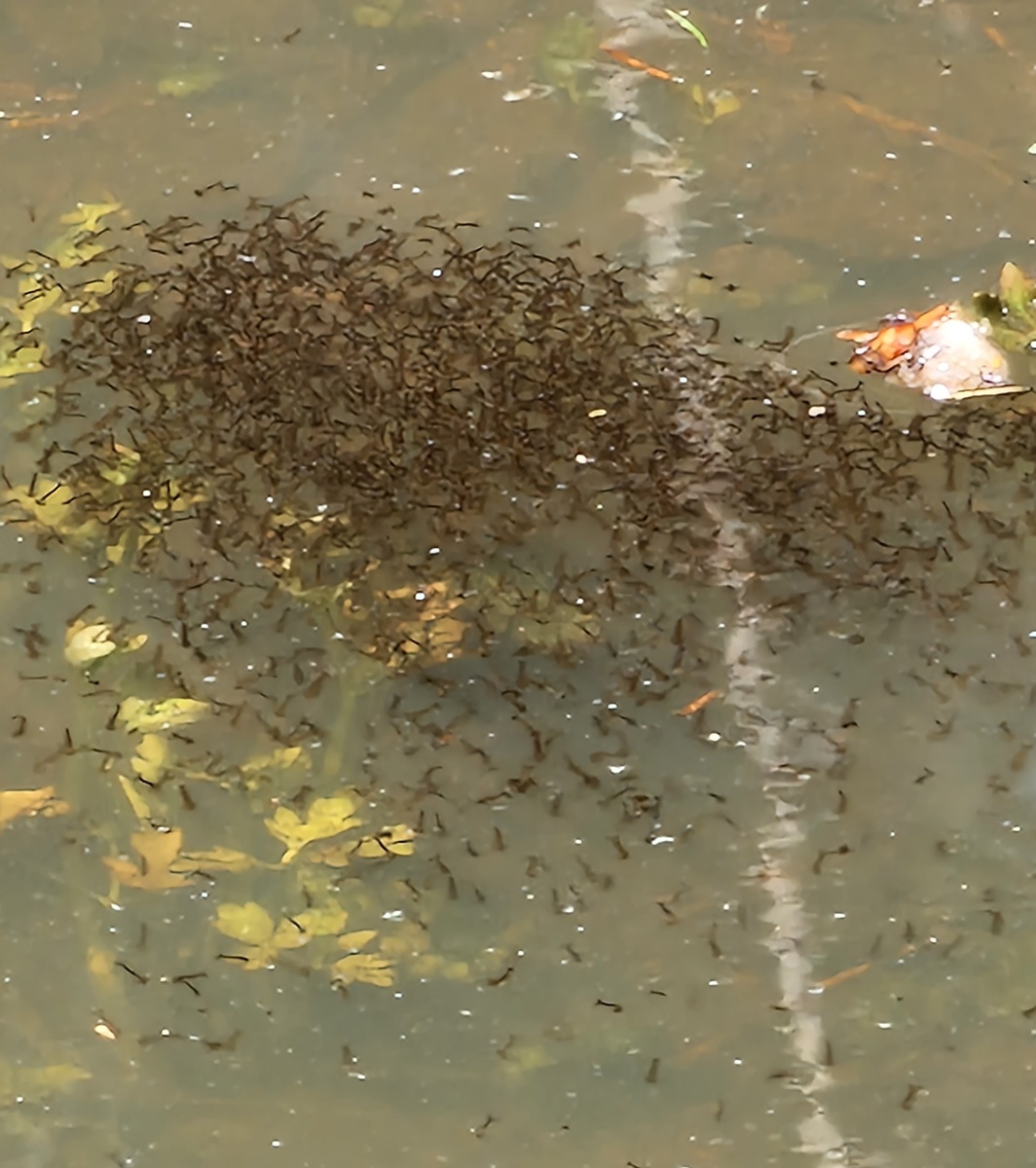 Этих комариных куколок фотографировал в лесном прудике три года назад, в конце апреля. Сейчас - ничего подобного.