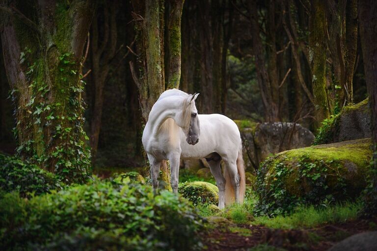 Белый конь в лесу