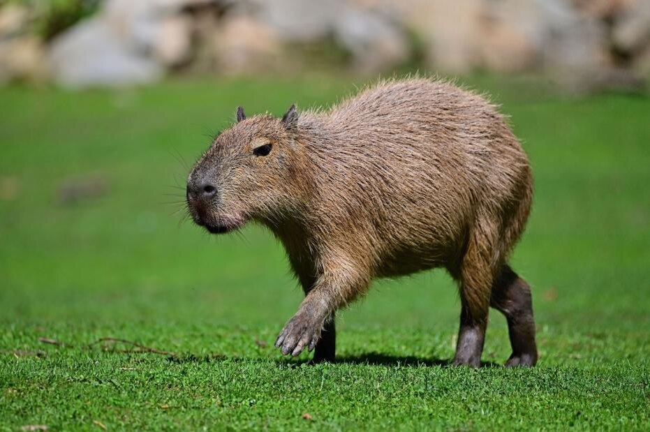    Shutterstock/FOTODOM