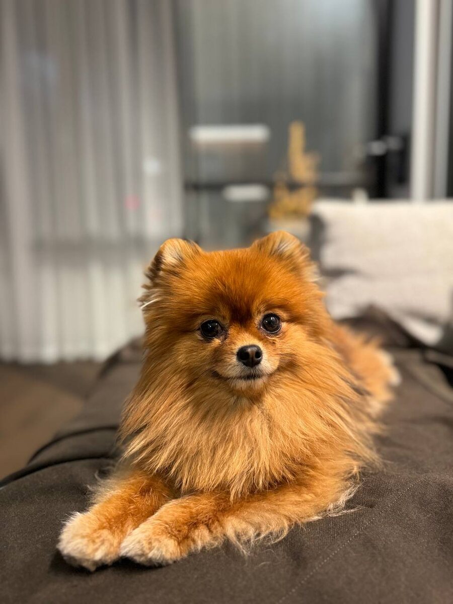 Оливка до проявления болезни