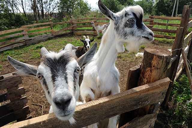 В 2025 году тверские фермеры вновь смогут получить грант «Агростартап»