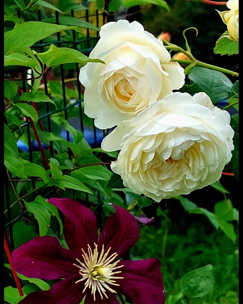 "Грустинка" Клэр Остин. Роза Д. Остина