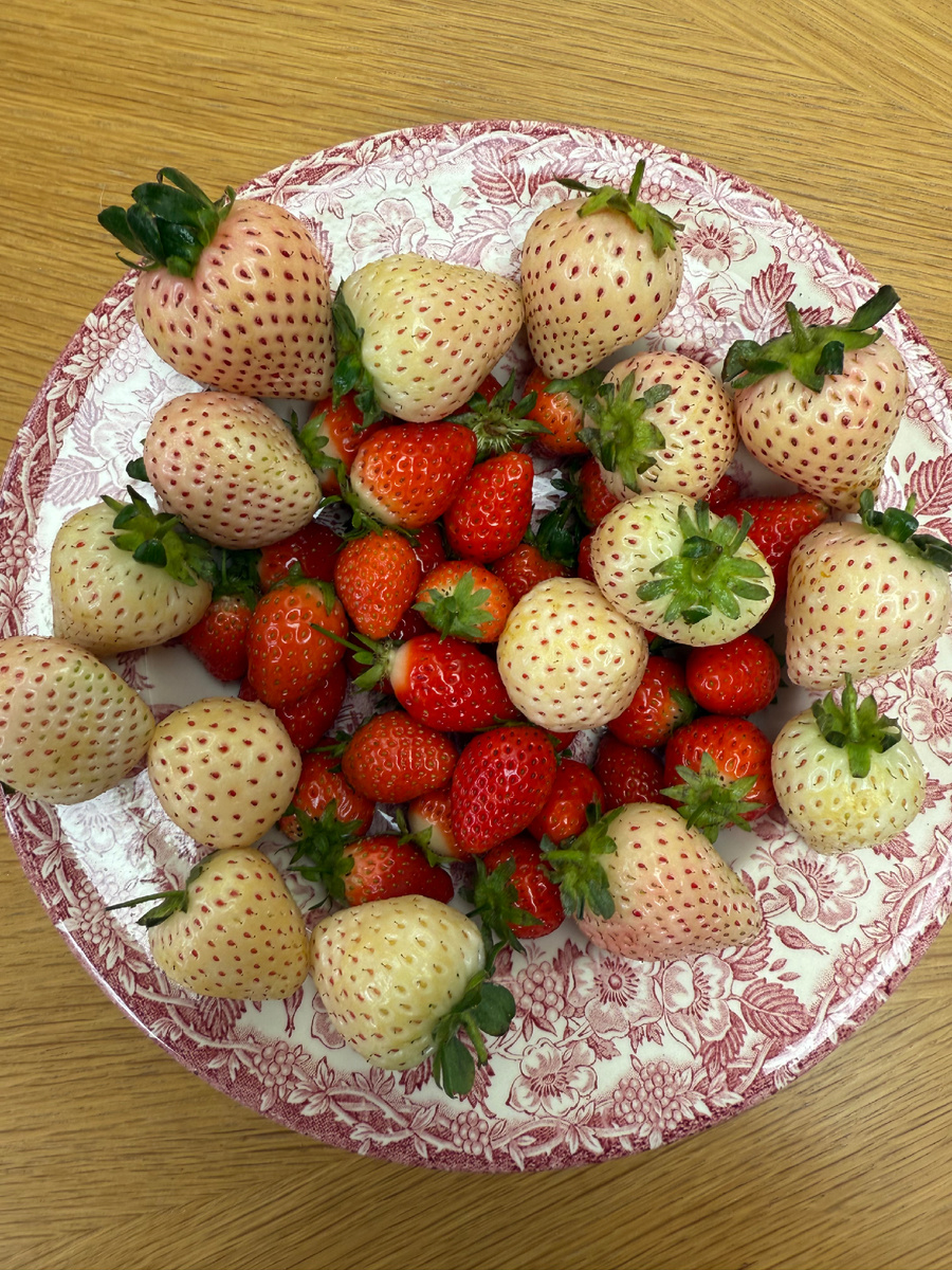 Красная и белая клубника. Фотография из личного архива. 