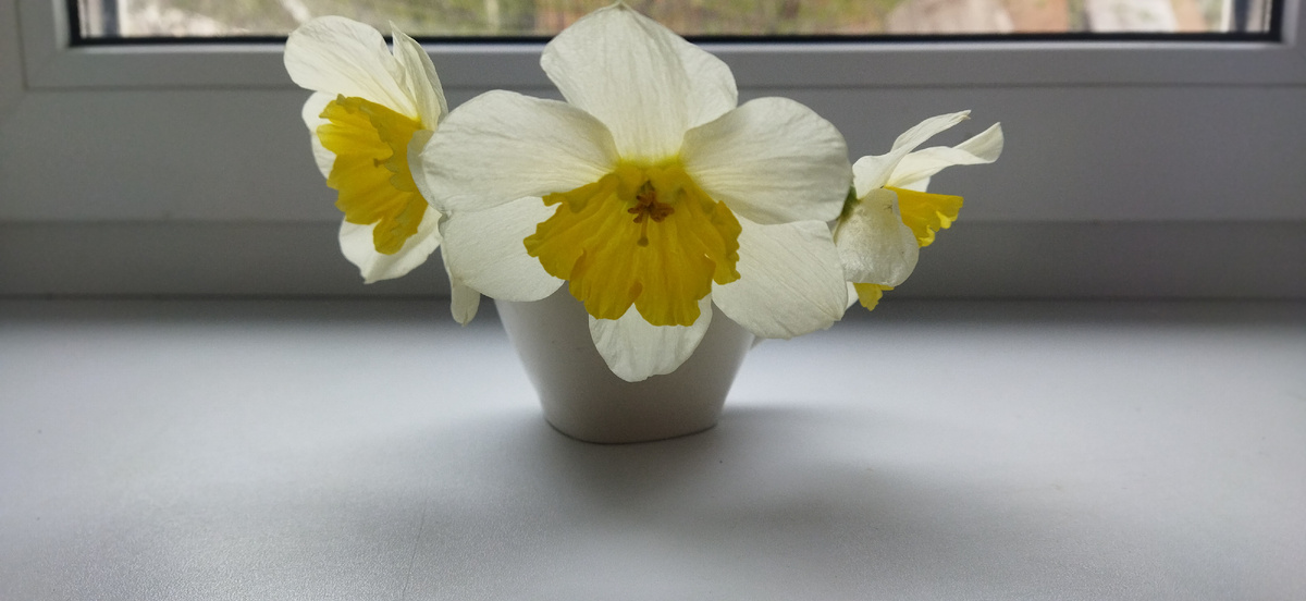 Просто нарциссы