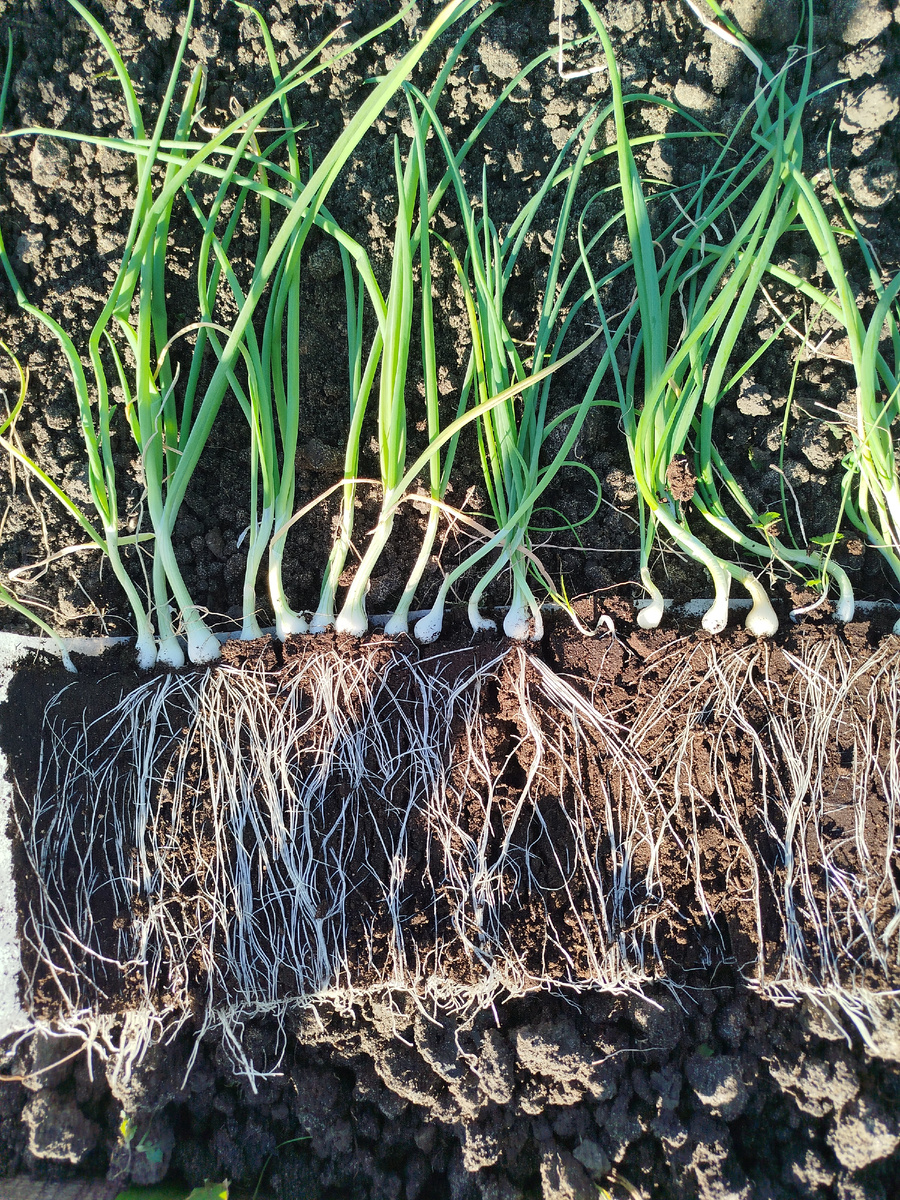 Вот так выглядит развернутая улитка