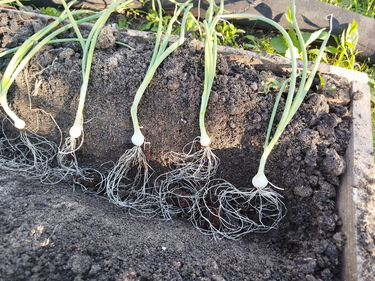 Лук выкладываю в траншейку, сделанную мотыгой