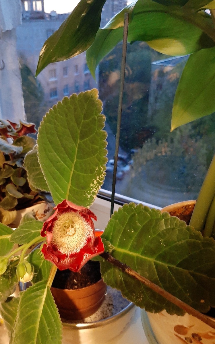 Ещё одна глоксиния зацвела