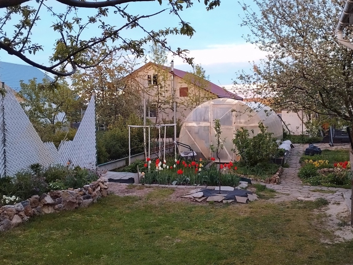 Вот так стало весной))). И слива молоденькая, посаженная вместо актинидии, ожила и листочки распустила))