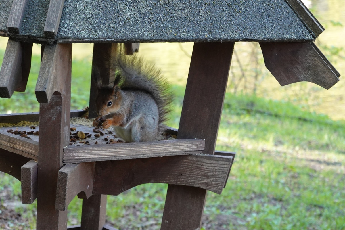Белка в кормушке