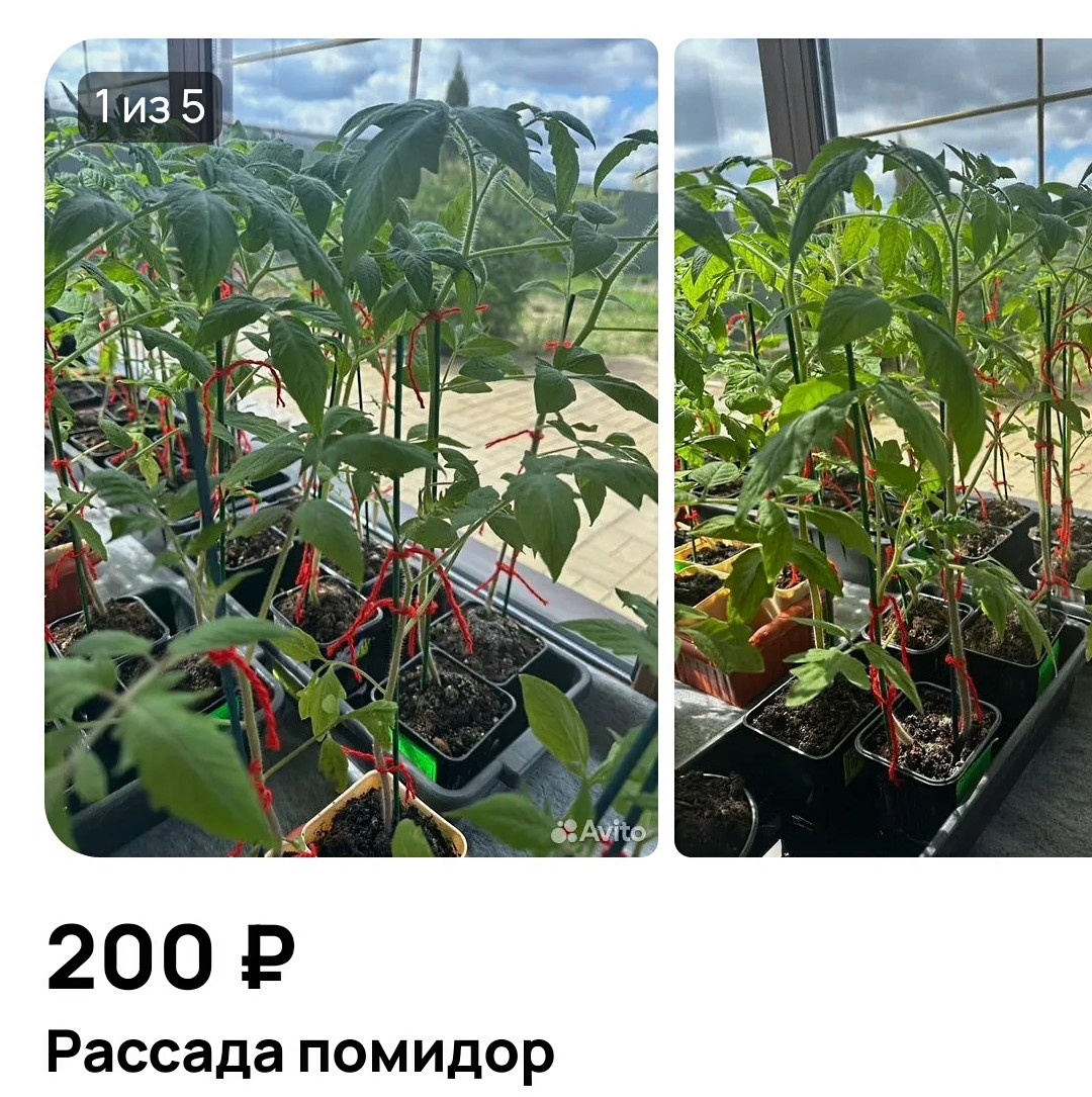 Скриншот с Авито