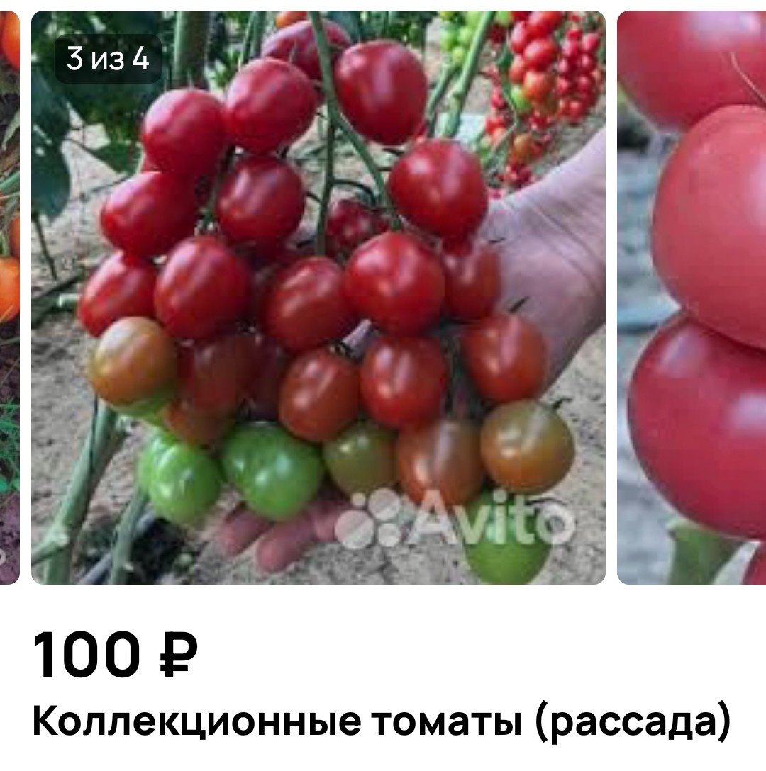 Скриншот с Авито 