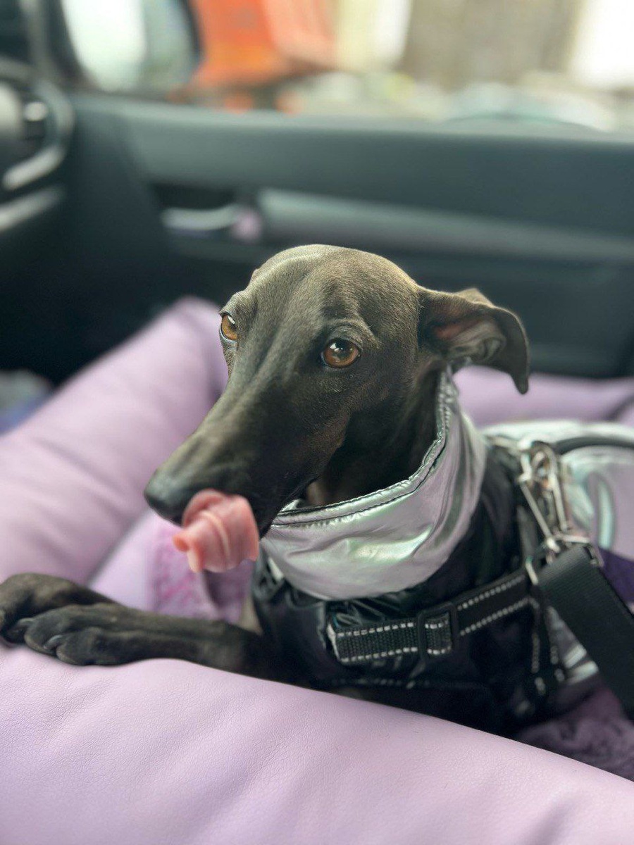 Джони едет домой