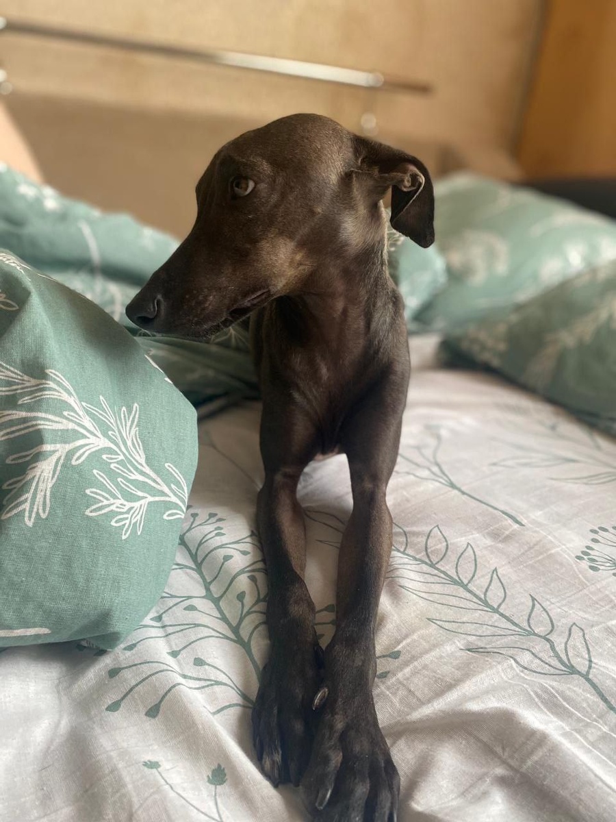 Джони дома (вылитый довольный Добби)