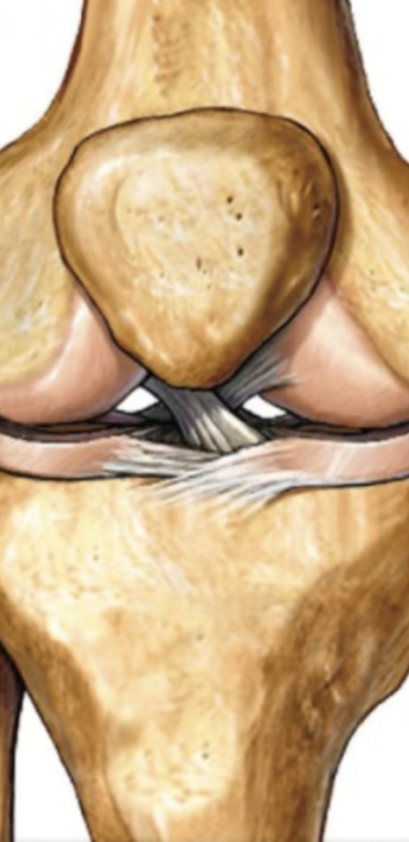 Коленный сустав, вид спереди.Фото с интернета.