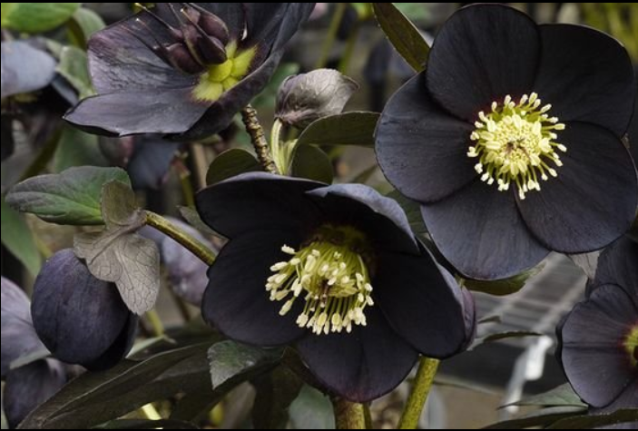 Морозник Черный. (Helleborus niger)
