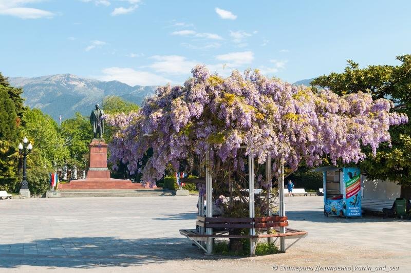 Цветет глициния.