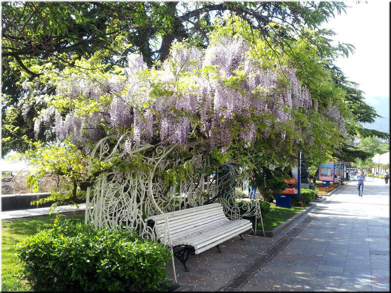 Цветущая глициния в Ялте.