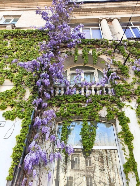 Цветет глициния в Севастополе.