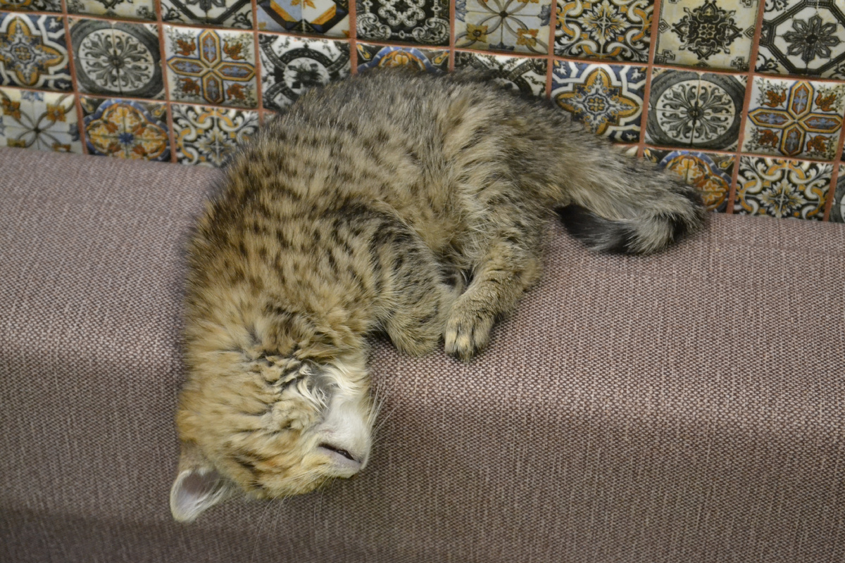 Запощу для настроение фото кота, когда он был маленьким