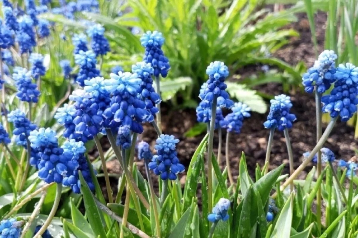    О запретах в день Еремея Запрягальника напомнили жителям Новосибирска