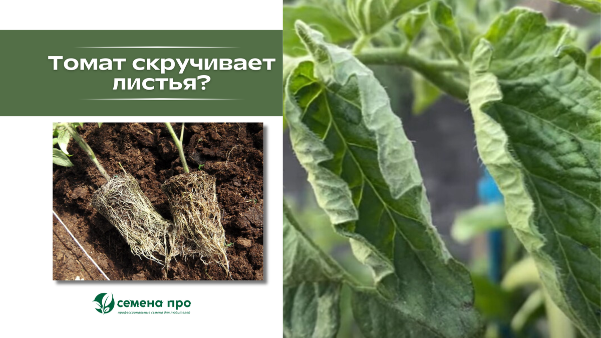 🍅 Скручиваются листья у томатов? Это не болезнь, а... защита!