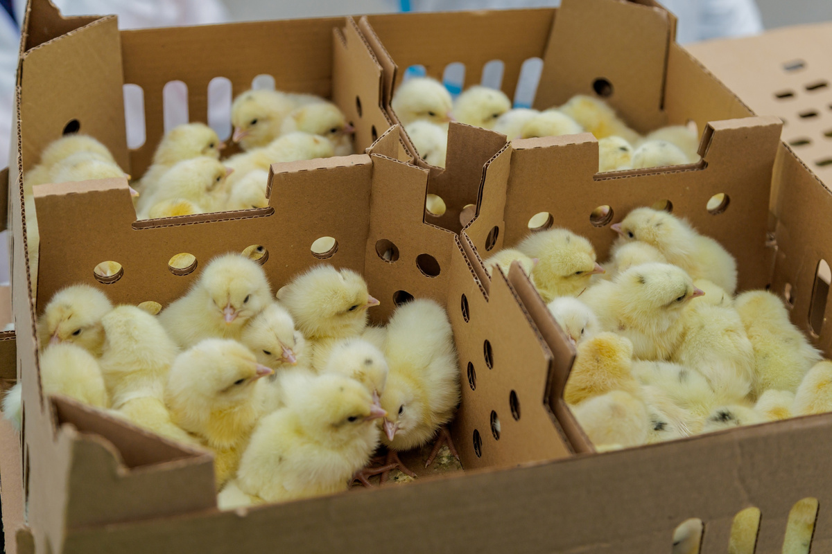 Фото: Цыплята для птицефабрики «Пионерское» / Пресс-служба международного аэропорта Петропавловск-Камчатский