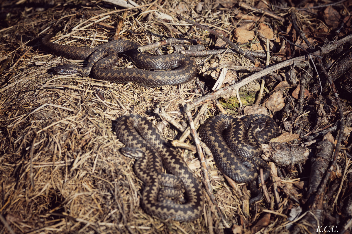 Обыкновенные гадюки 