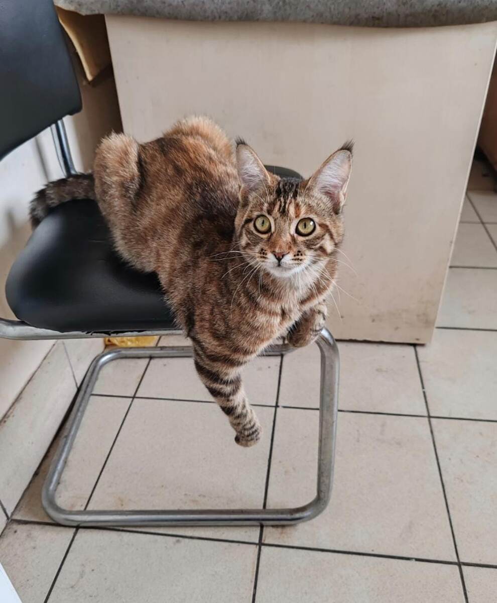 Такой Люсенька была до того, что произошло 