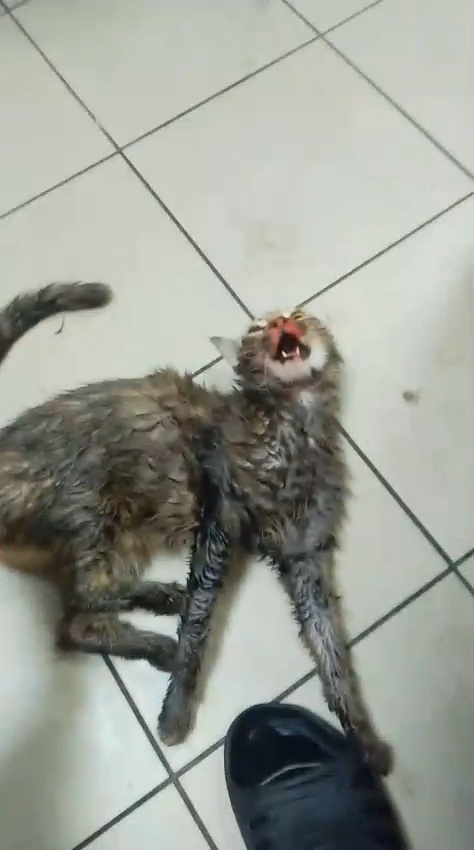 А такой я увидела Люсю на первых кадрах.....