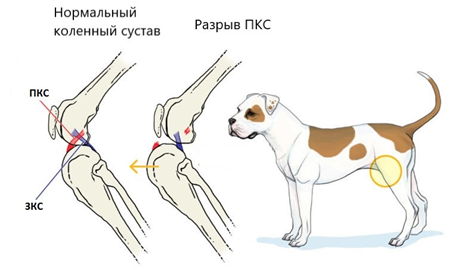 Собака с разрывом передней крестовидной связки (ПКС)
