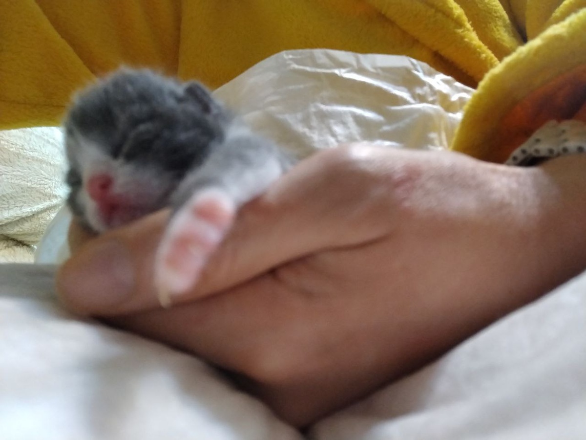 Второй малыш просто бесподобен в своём пофигизме. какжется он познал дзен.