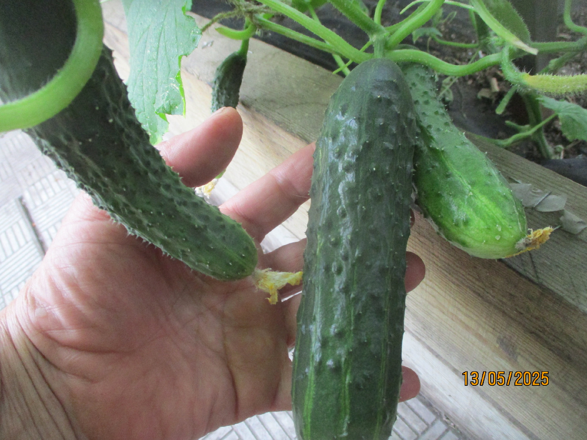 Плоды на пасынках.