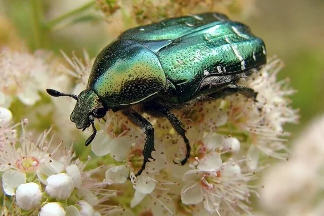    Как называется зеленый майский жук?