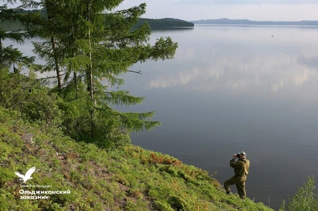    Комсомольский заповедник: заказник «Ольджиканский» Фото: телеграм-канал Комсомольский заповедник