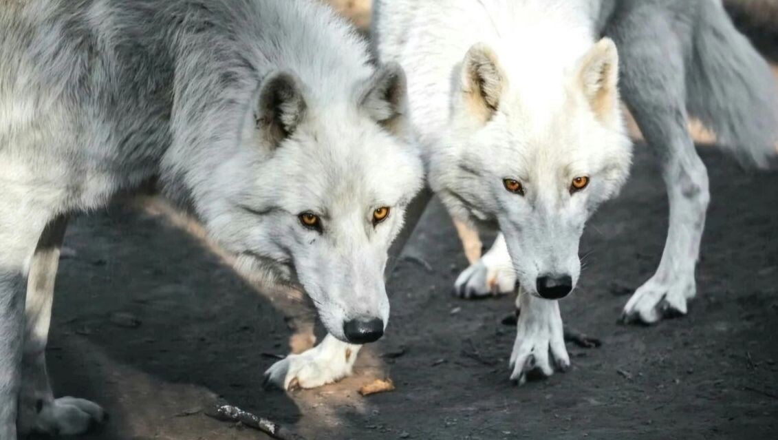     Источник: Зоосад Приамурский